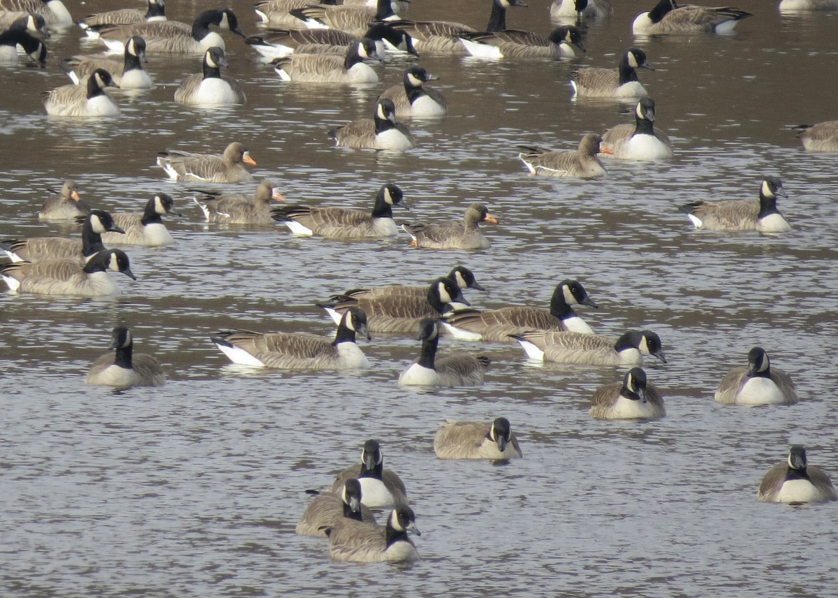 Antzara muturzuria - ML646539662