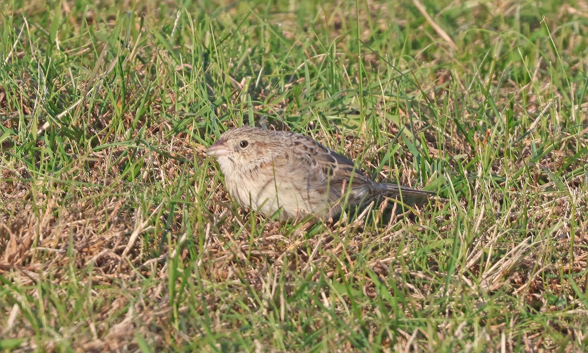 Cassin's Sparrow - ML646539663
