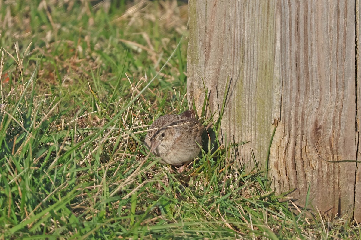 Cassin's Sparrow - ML646539664