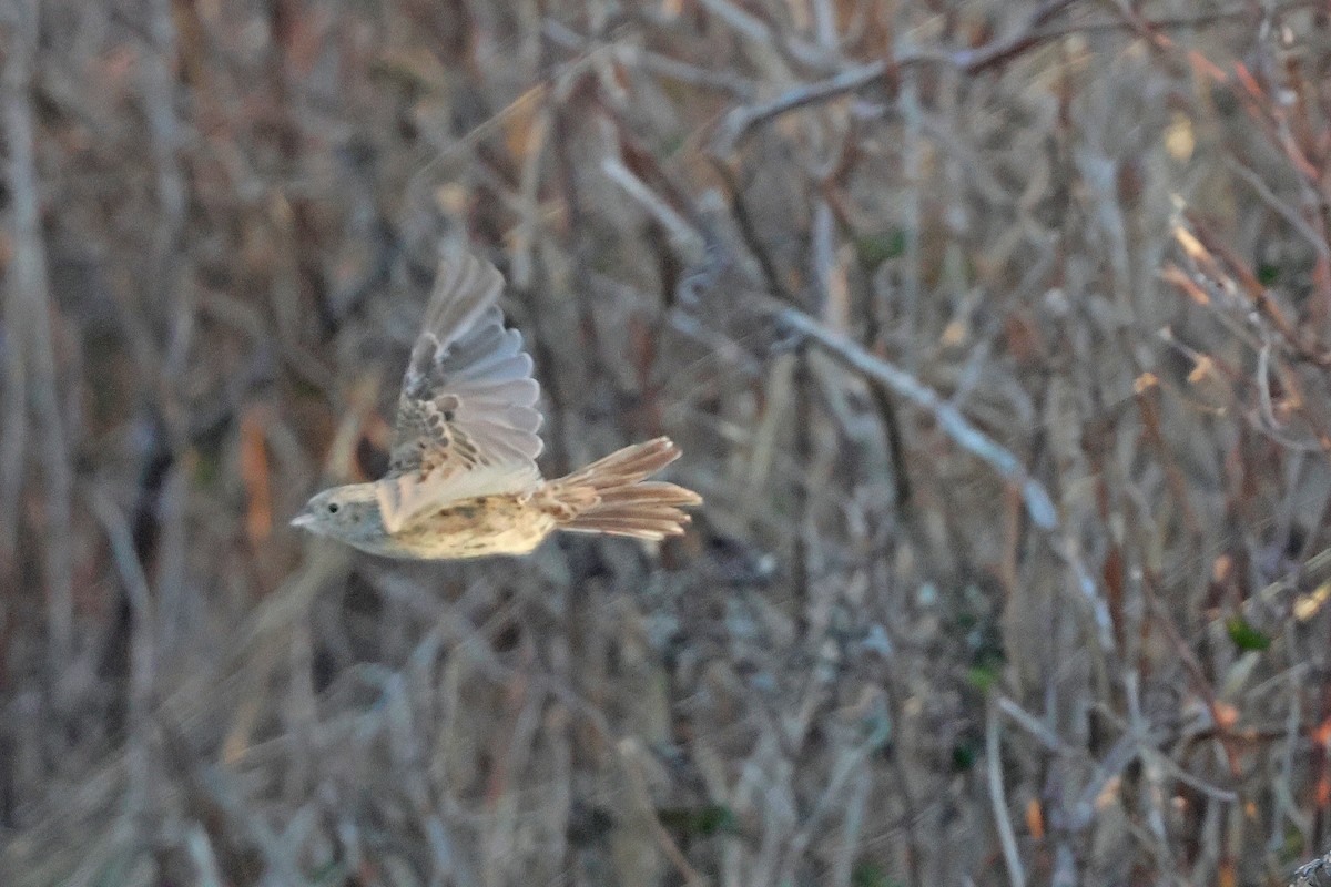 Cassin's Sparrow - ML646539665