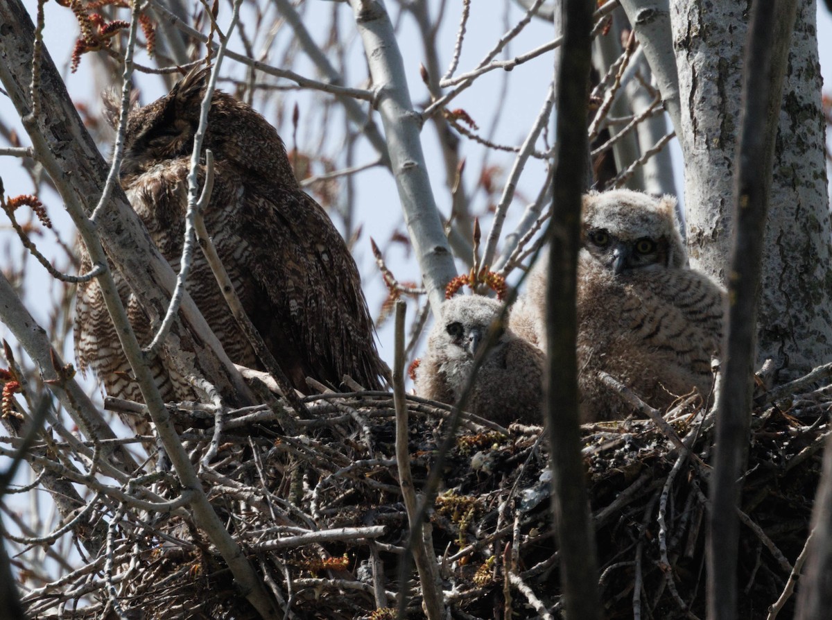 Great Horned Owl - ML646539666