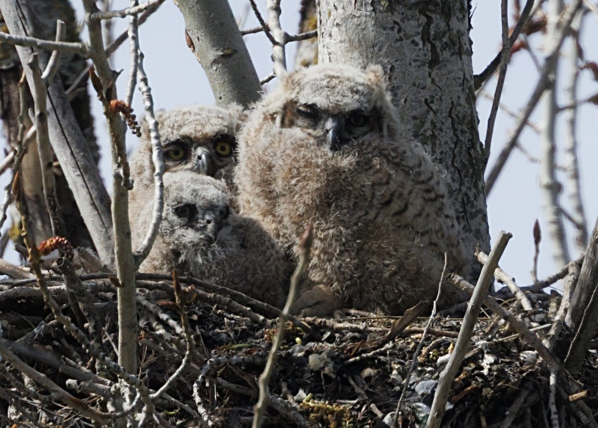 Great Horned Owl - ML646539667