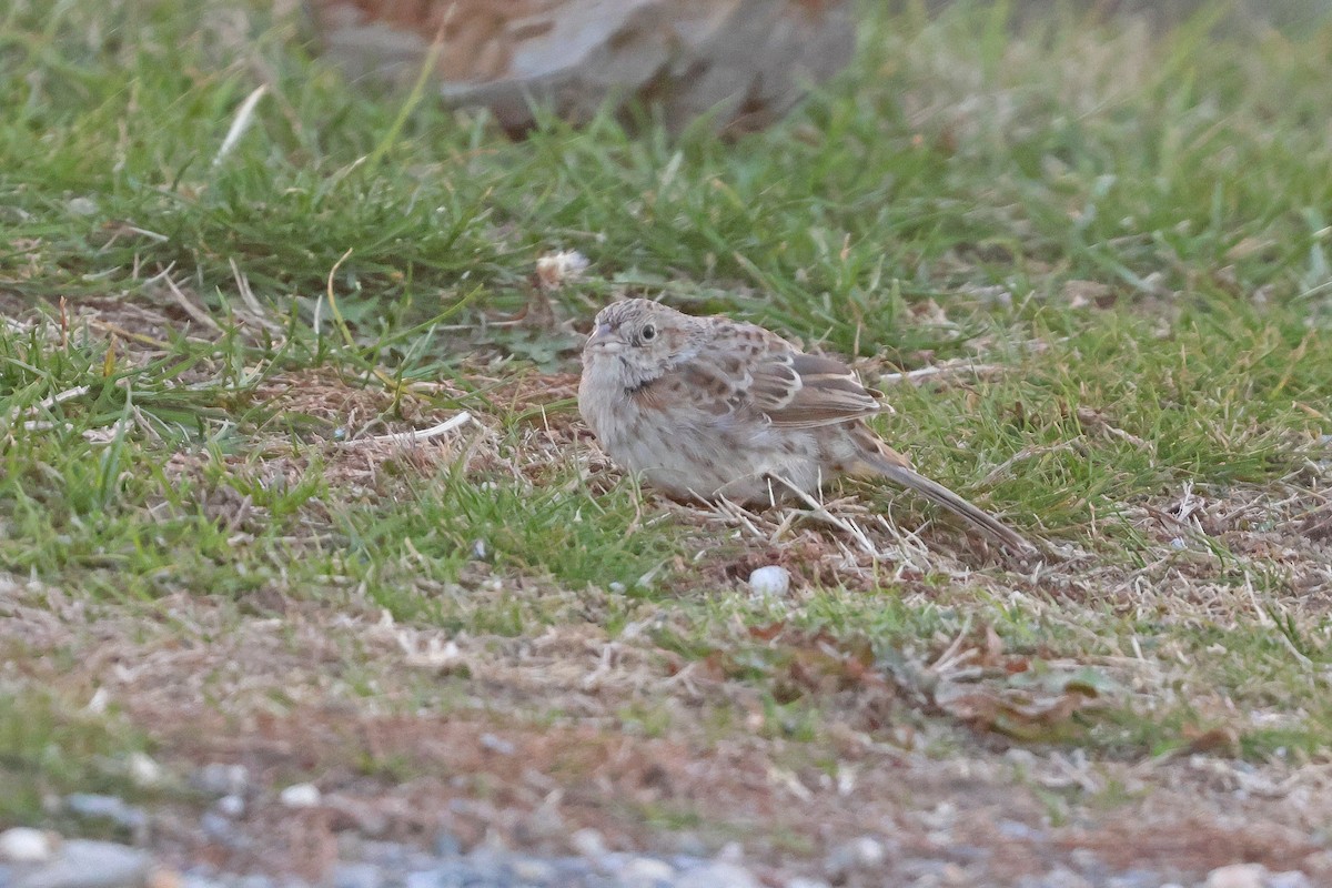 Cassin's Sparrow - ML646539668