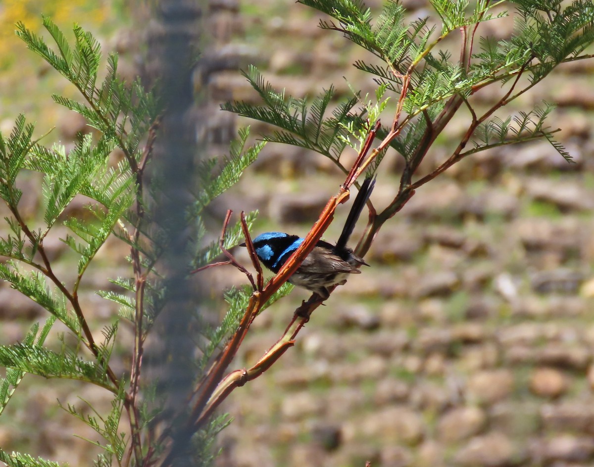Superb Fairywren - ML646539674