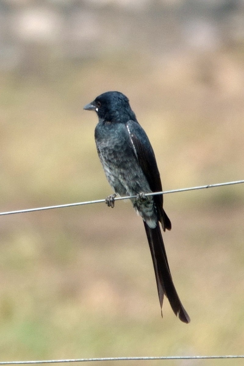 Black Drongo - ML646539675