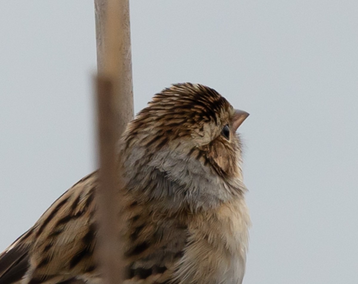 Clay-colored Sparrow - ML646539676