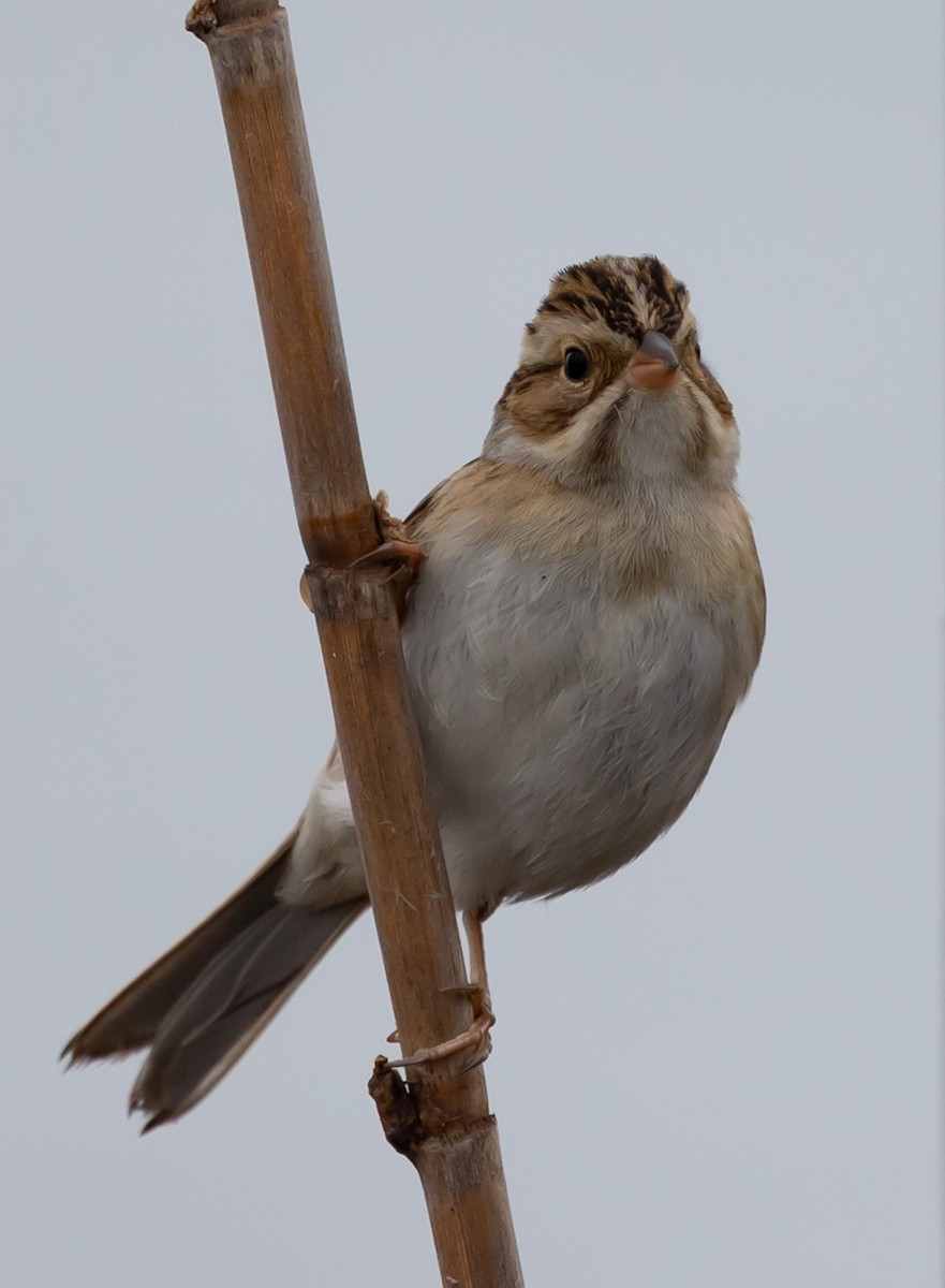Clay-colored Sparrow - ML646539677