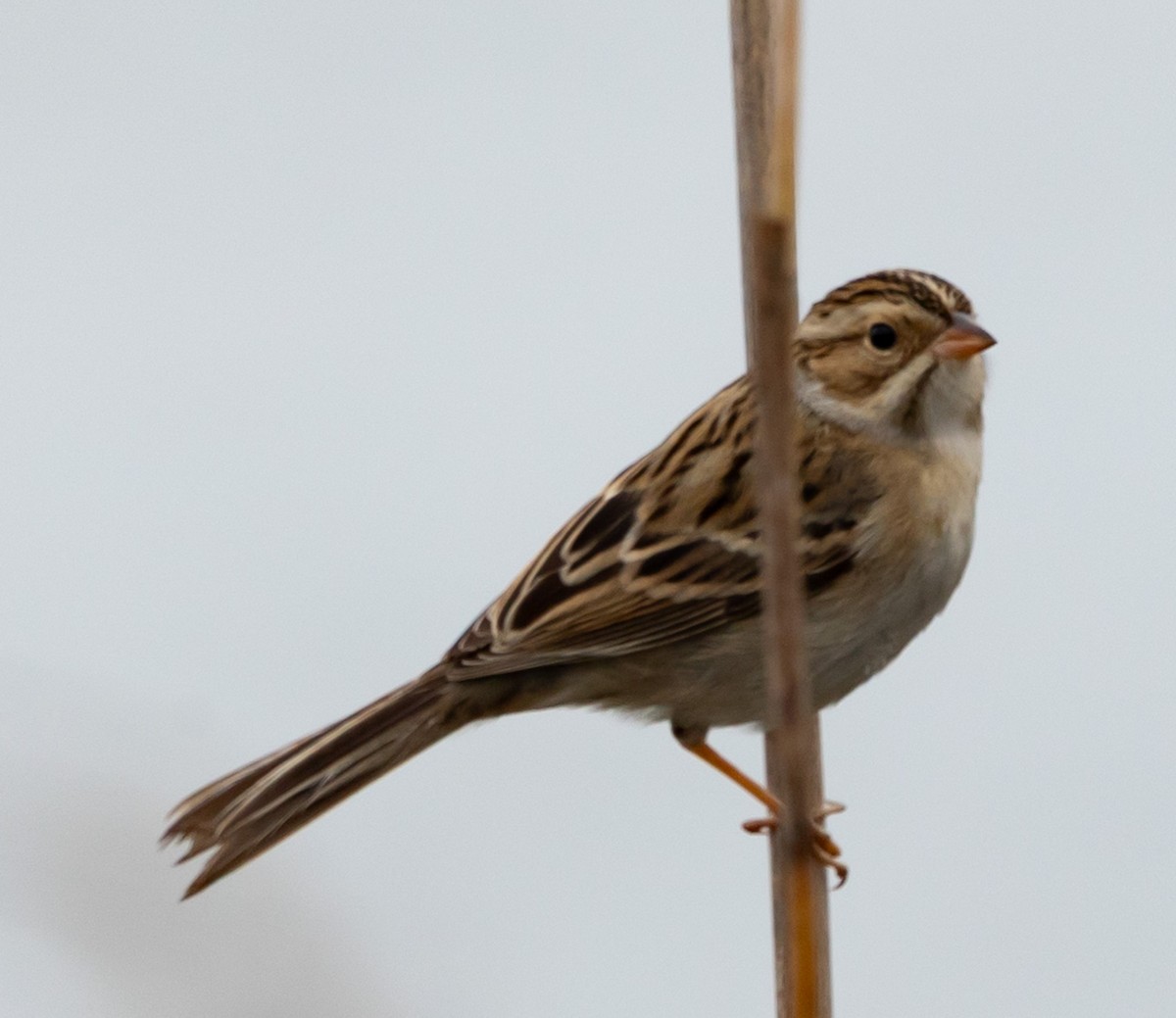 Clay-colored Sparrow - ML646539678