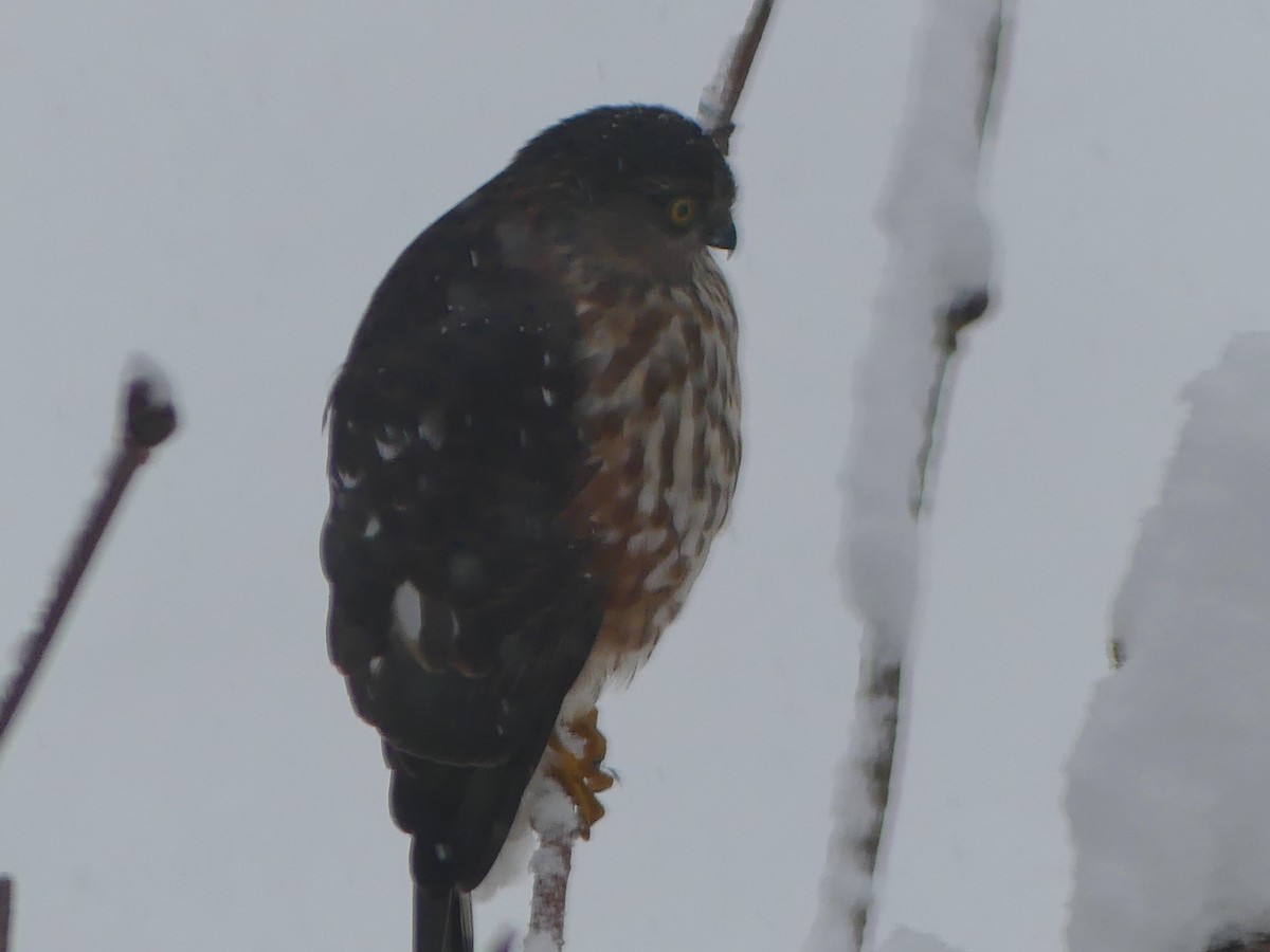 Sharp-shinned Hawk - ML646539679
