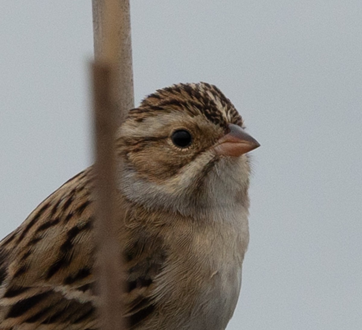 Clay-colored Sparrow - ML646539681