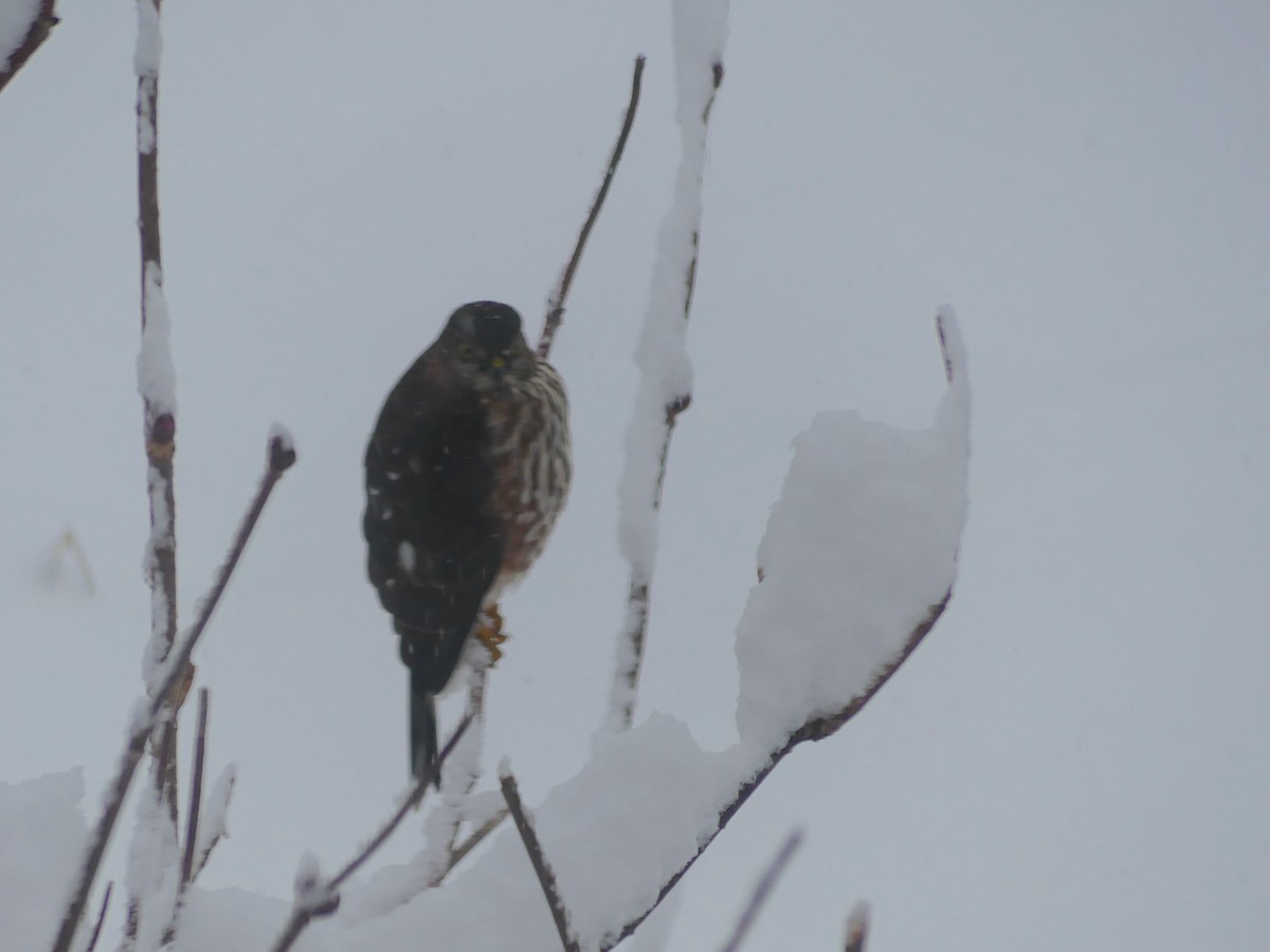 Sharp-shinned Hawk - ML646539682