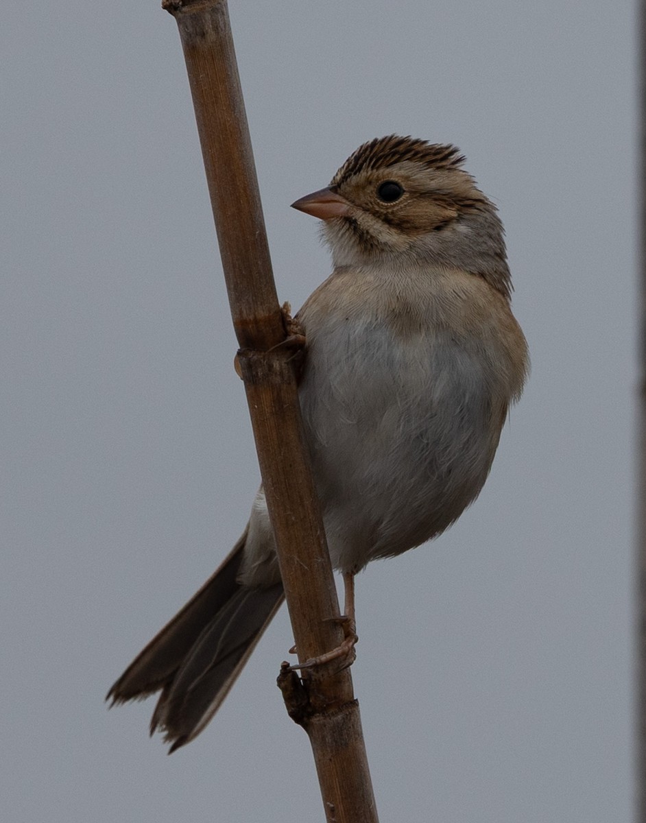 Clay-colored Sparrow - ML646539683