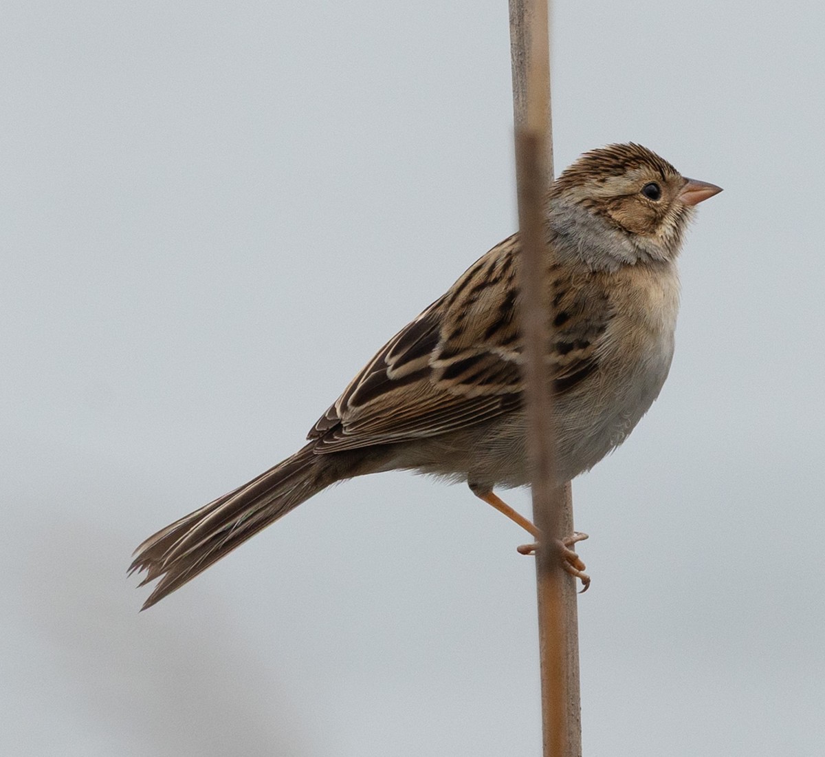 Clay-colored Sparrow - ML646539684