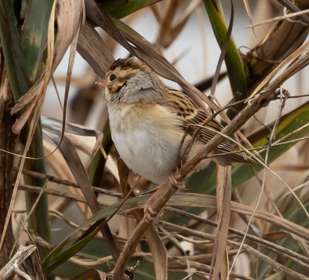 Clay-colored Sparrow - ML646539685