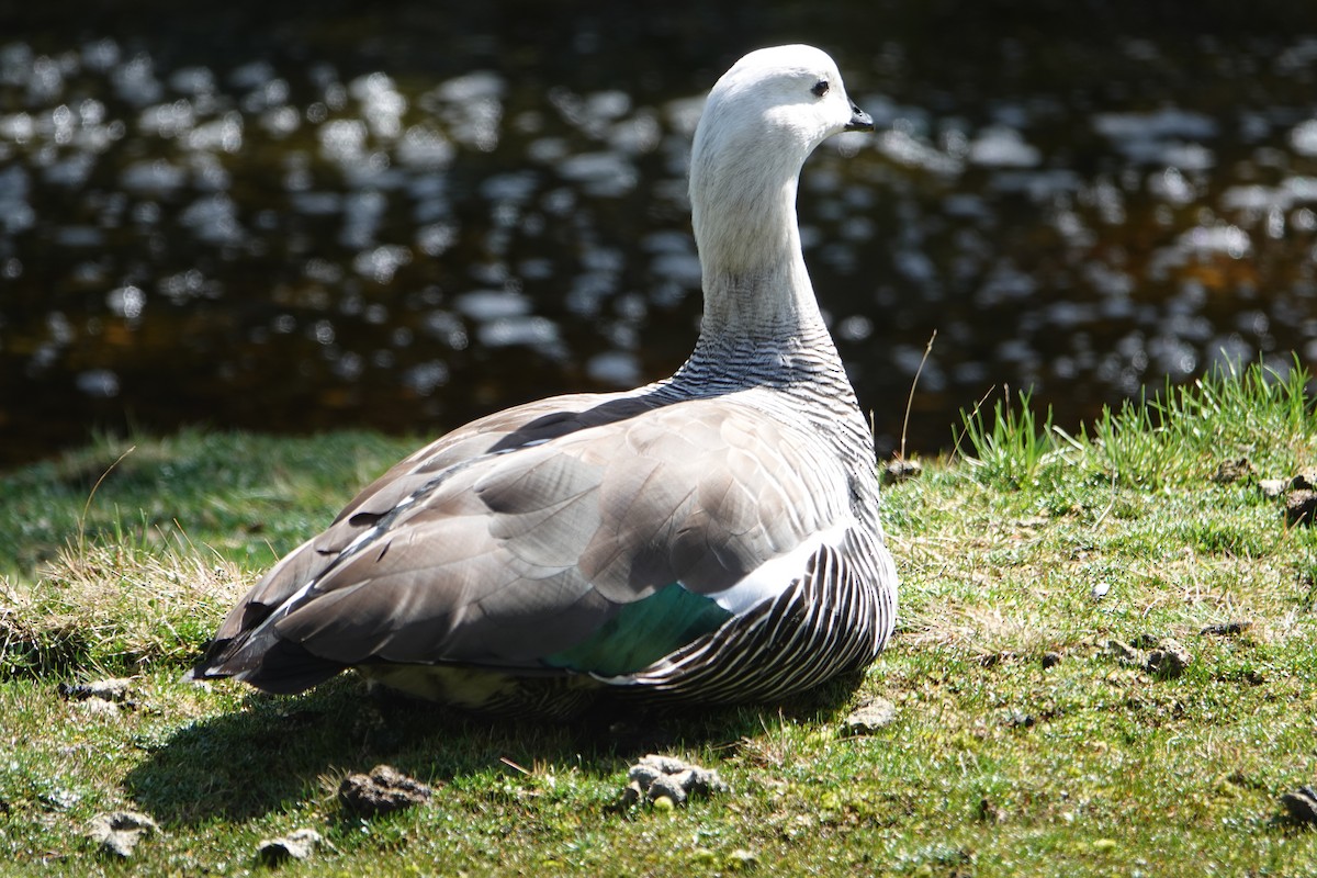 Upland Goose - ML646539687