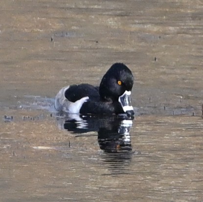 Ring-necked Duck - ML646539688