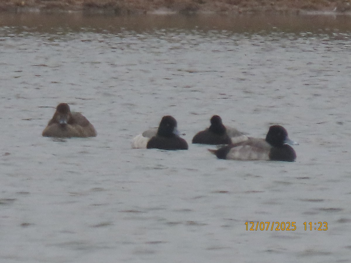 Lesser Scaup - ML646539689