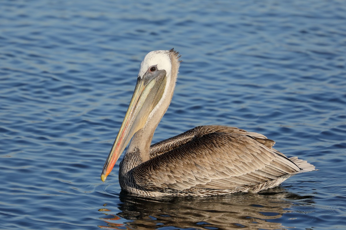 Brown Pelican - ML646539690