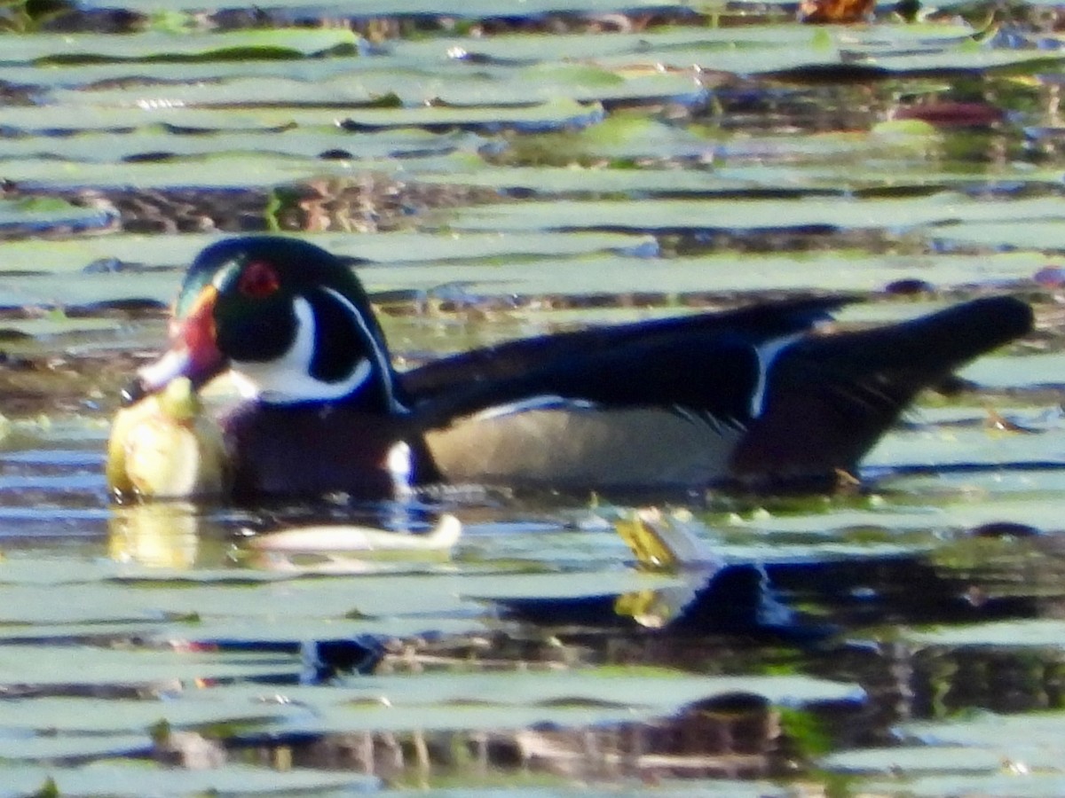 Canard branchu - ML646539692