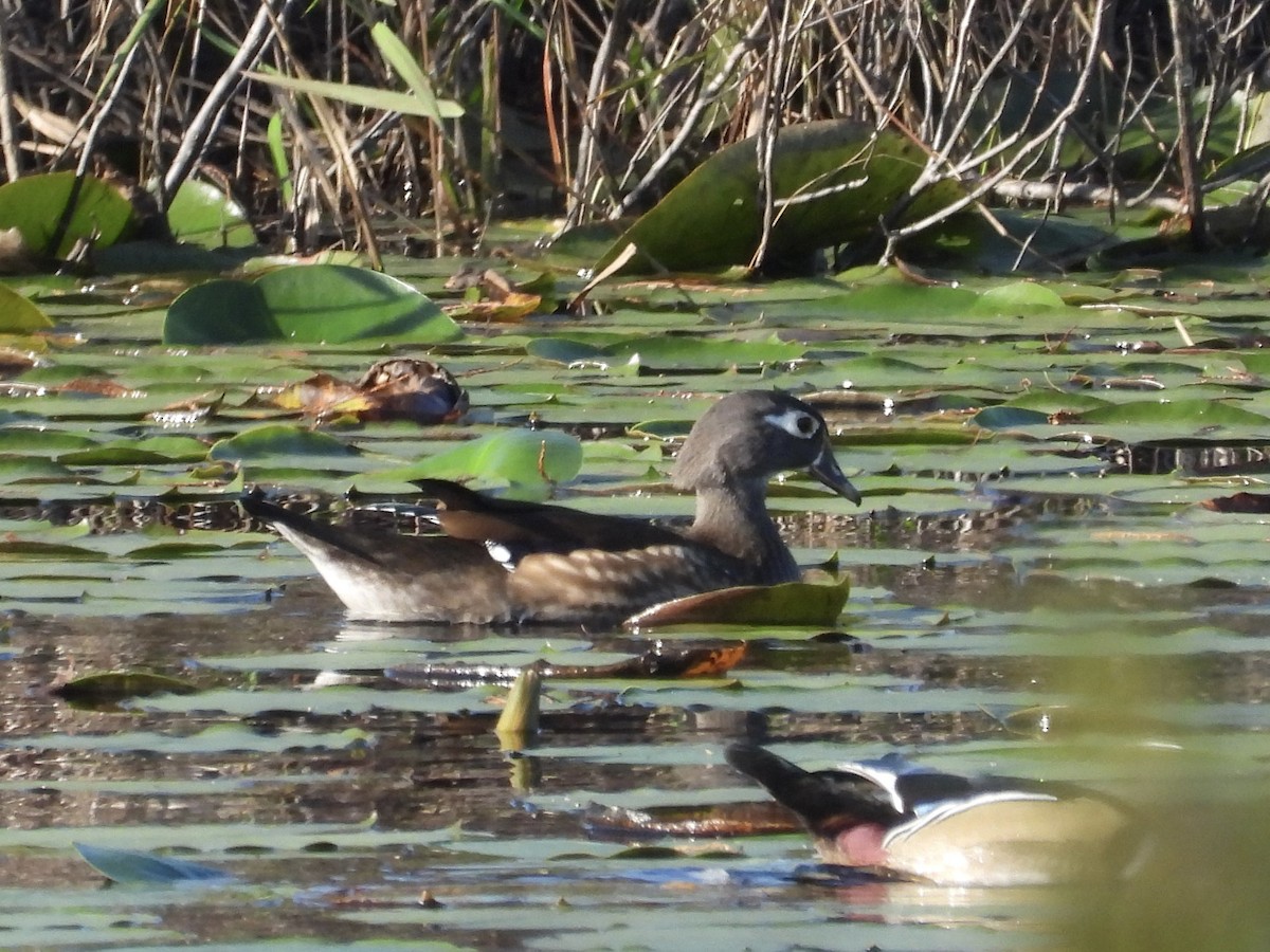 Canard branchu - ML646539693