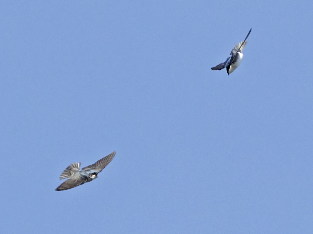 Tree Swallow - ML646539695