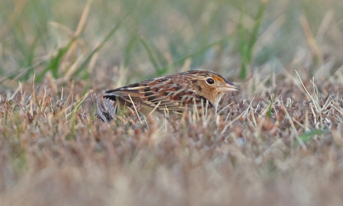 Grasshopper Sparrow - ML646539696