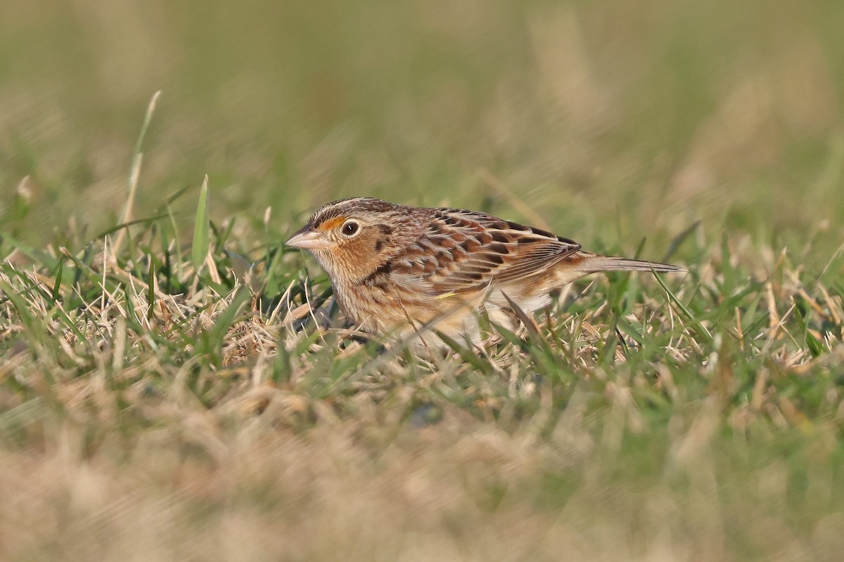 Grasshopper Sparrow - ML646539697