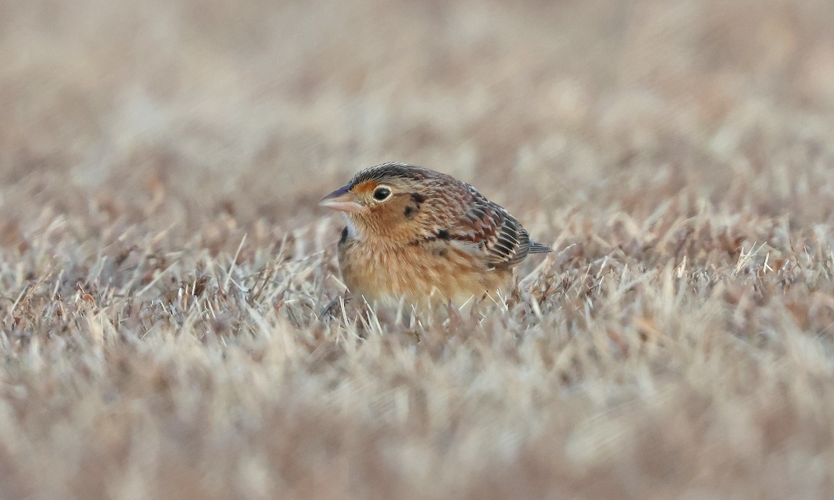 Grasshopper Sparrow - ML646539698