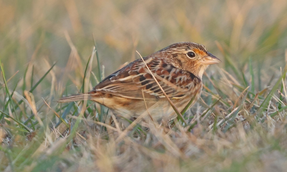 Grasshopper Sparrow - ML646539699