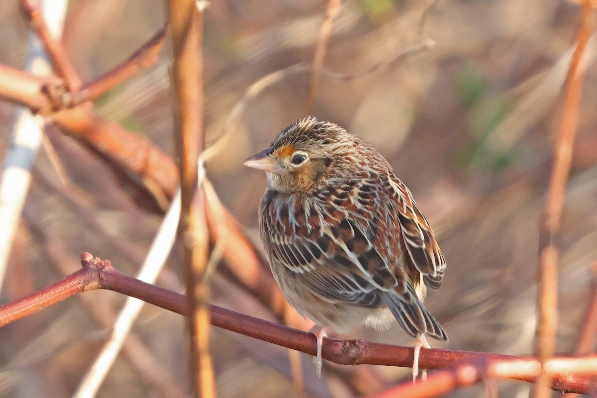 Grasshopper Sparrow - ML646539700