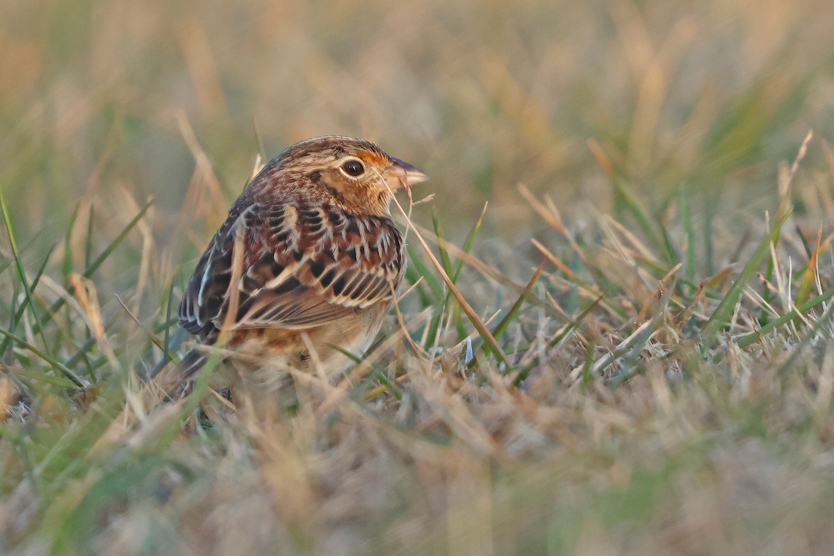 Grasshopper Sparrow - ML646539701