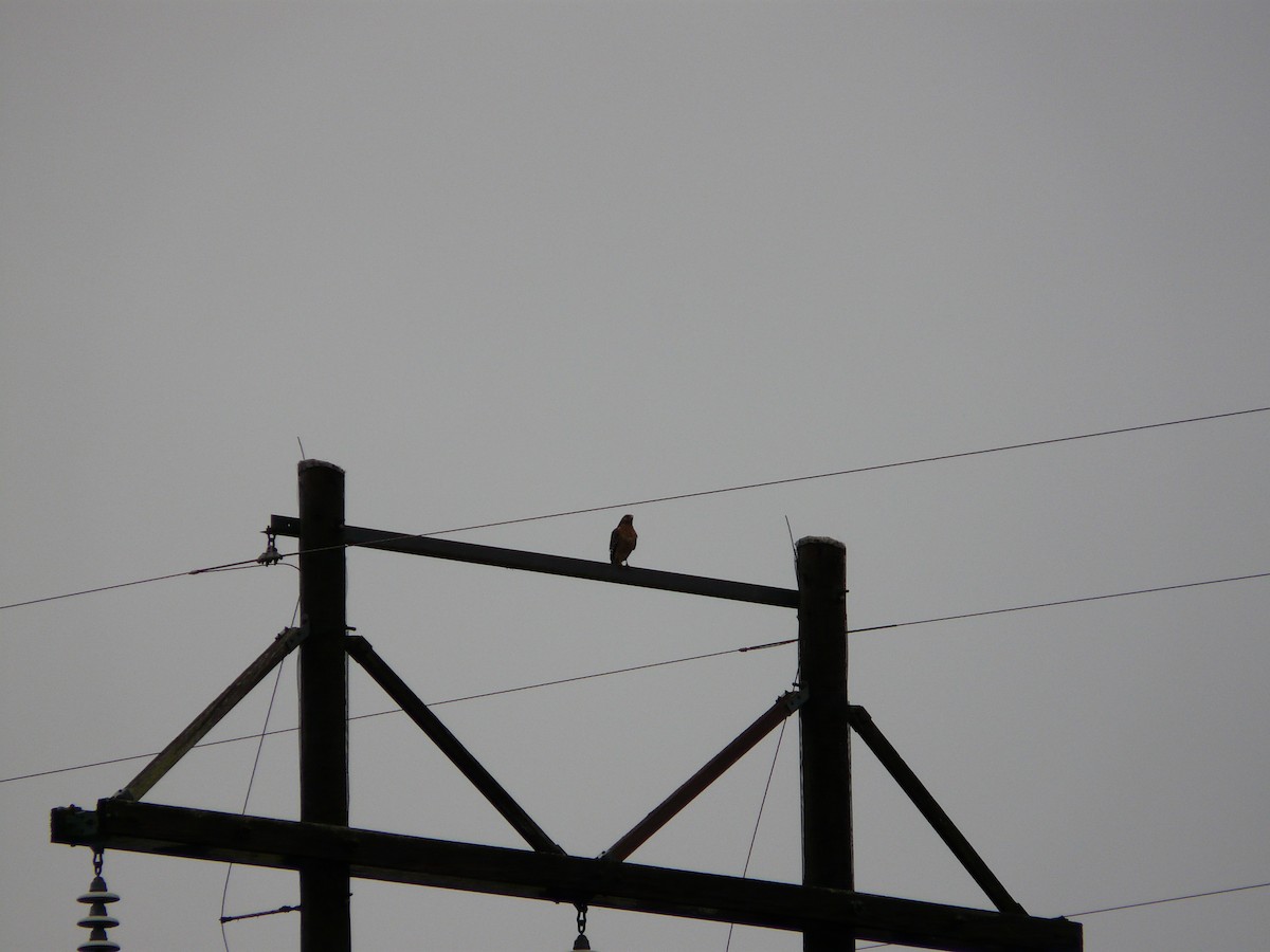 káně páskovaná - ML646539702