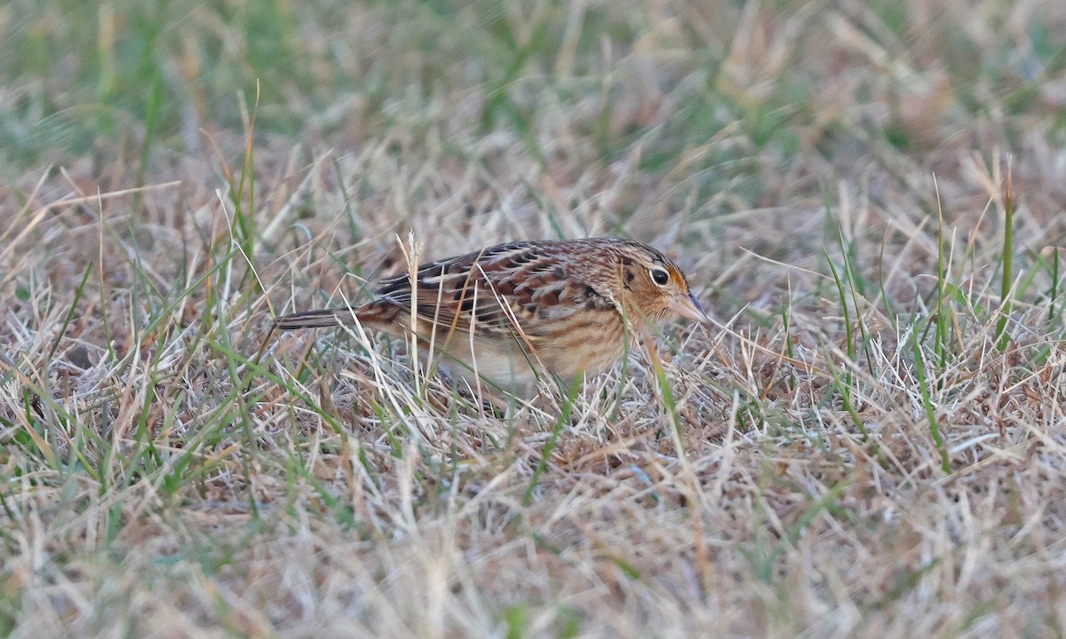Grasshopper Sparrow - ML646539703