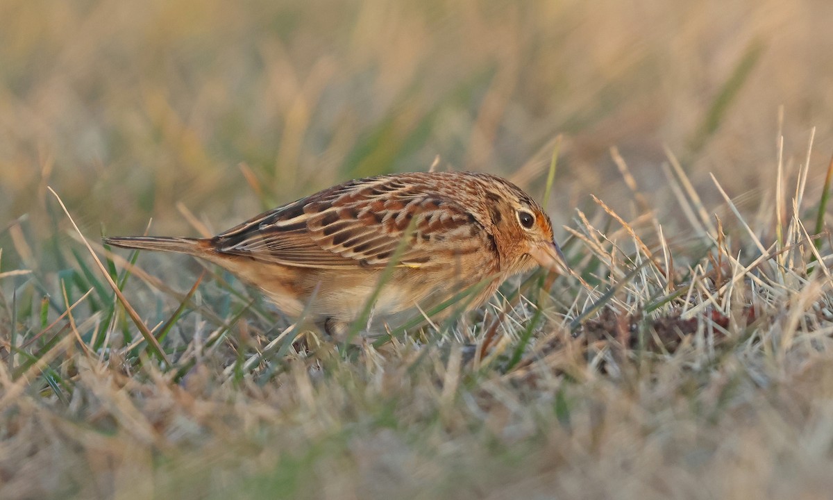 Grasshopper Sparrow - ML646539704