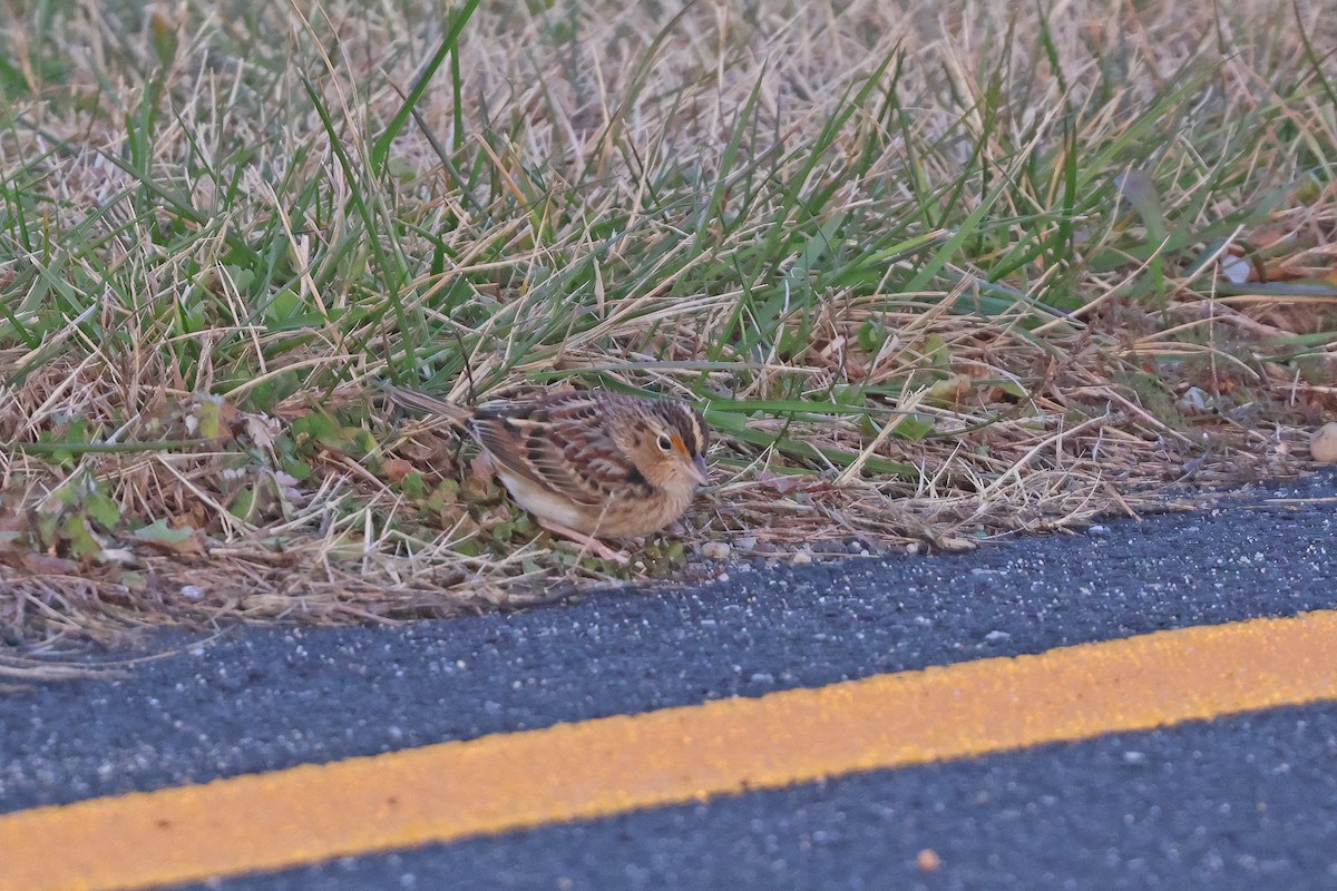 Grasshopper Sparrow - ML646539705