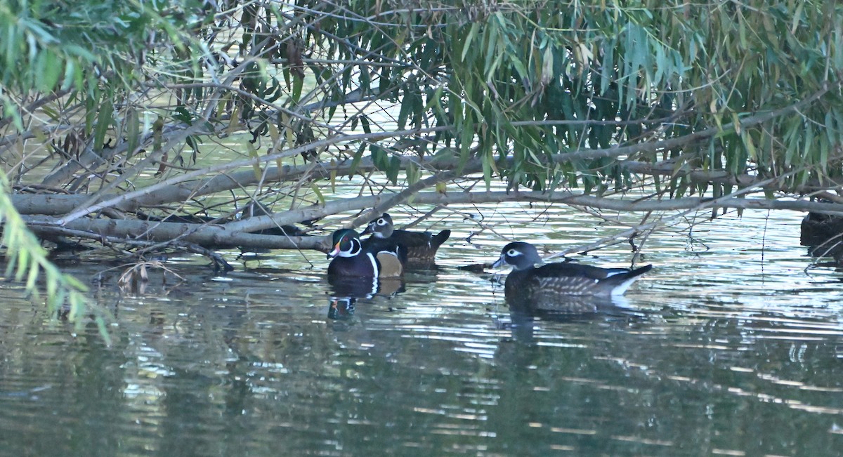 Canard branchu - ML646539706