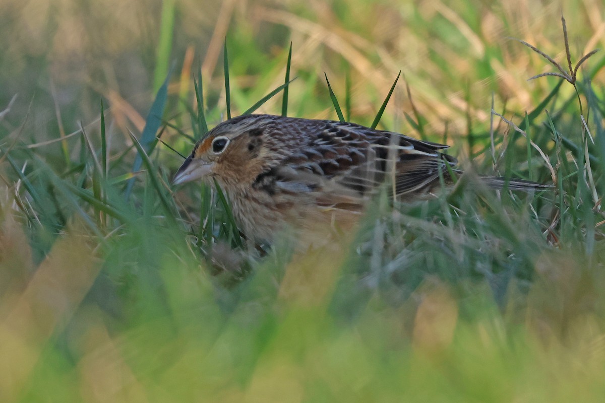 Grasshopper Sparrow - ML646539707
