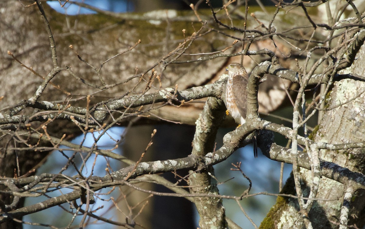 Sharp-shinned Hawk (Northern) - ML646539710