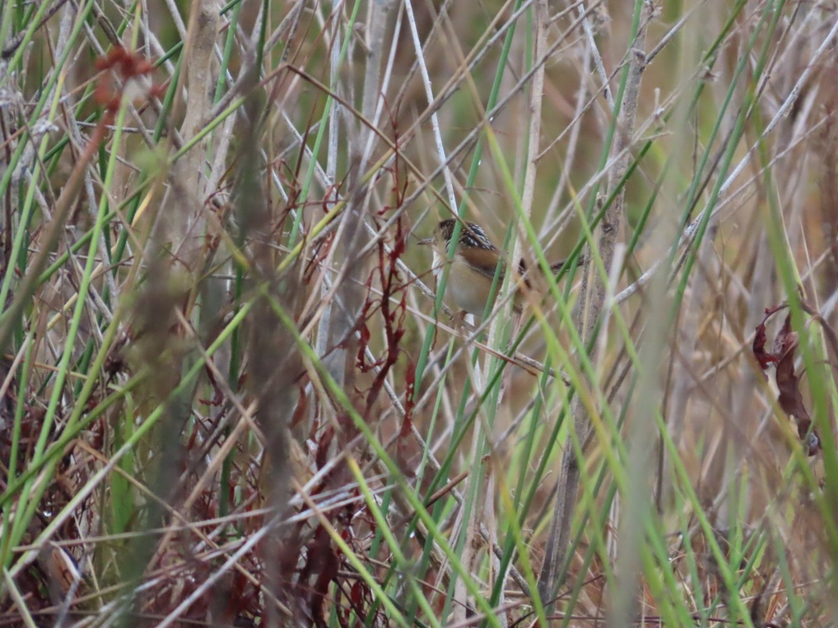 Marsh Wren - ML646539712