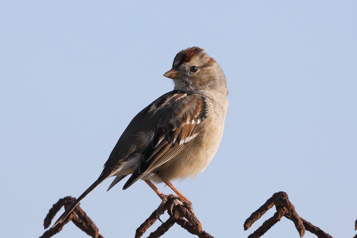 Chingolo Coroniblanco - ML646539714