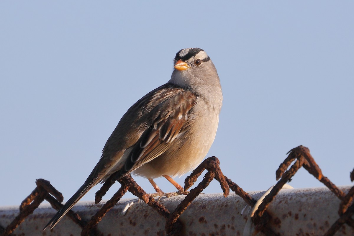 Chingolo Coroniblanco - ML646539715