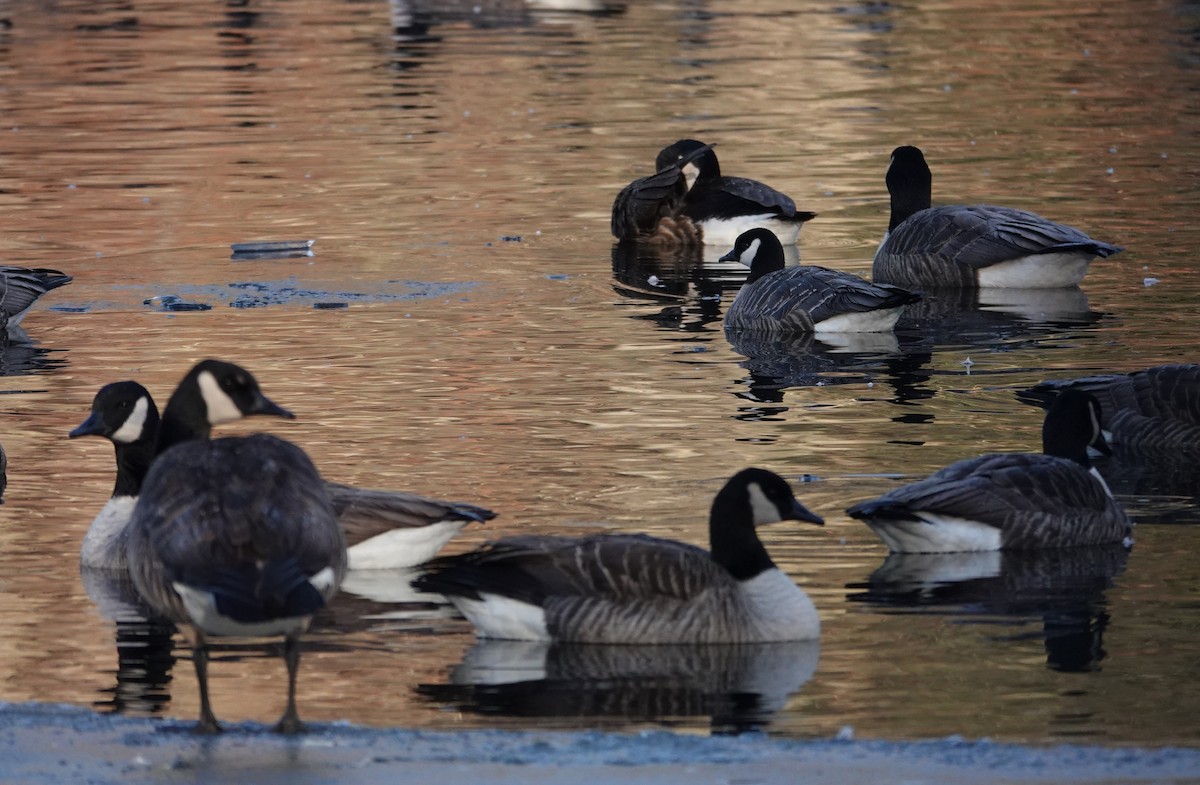 Cackling Goose - ML646539717