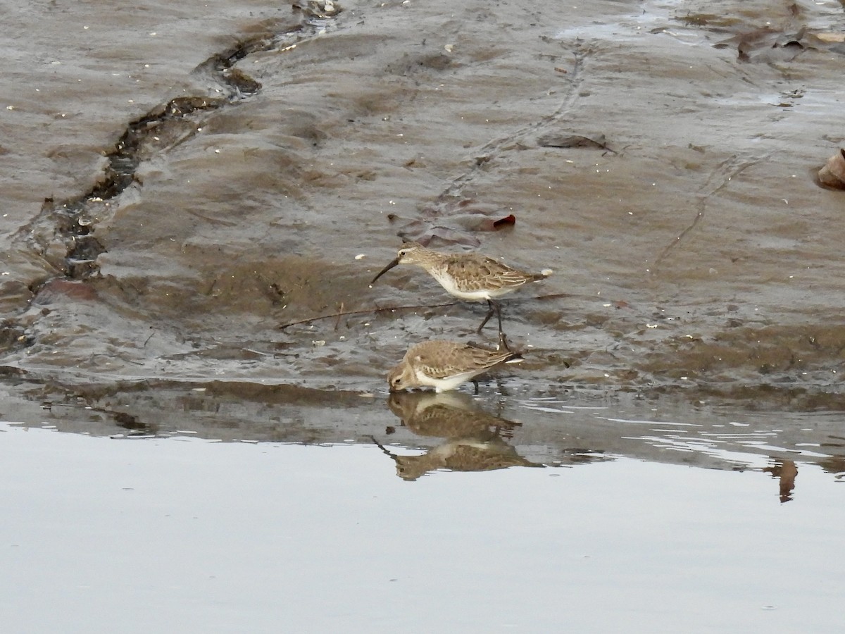 Piovanello comune - ML646539718