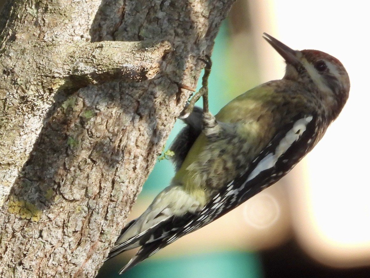 Yellow-bellied Sapsucker - ML646539719