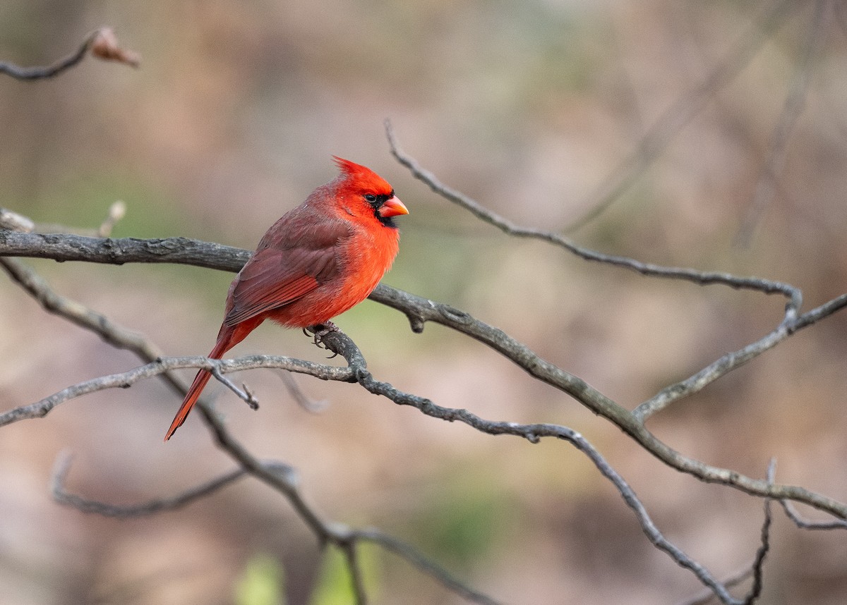 Cardinal rouge - ML646539722