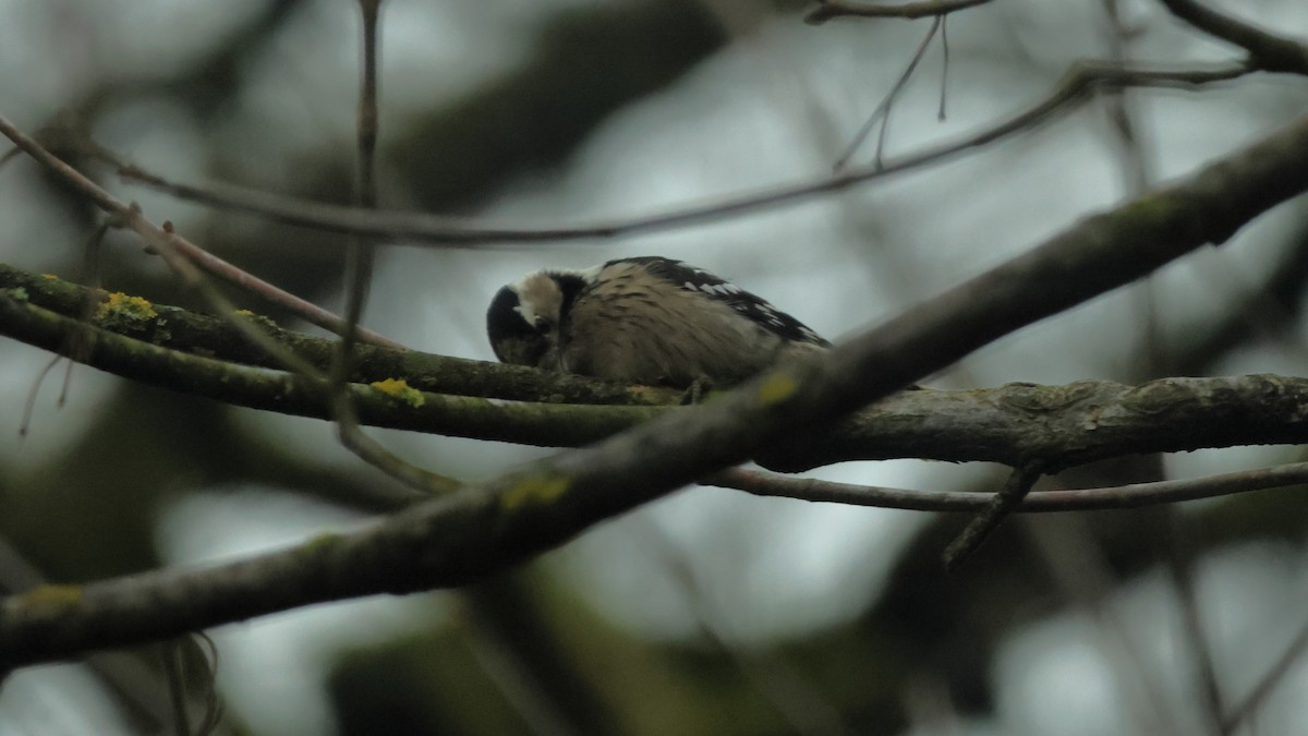 Lesser Spotted Woodpecker - ML646539724