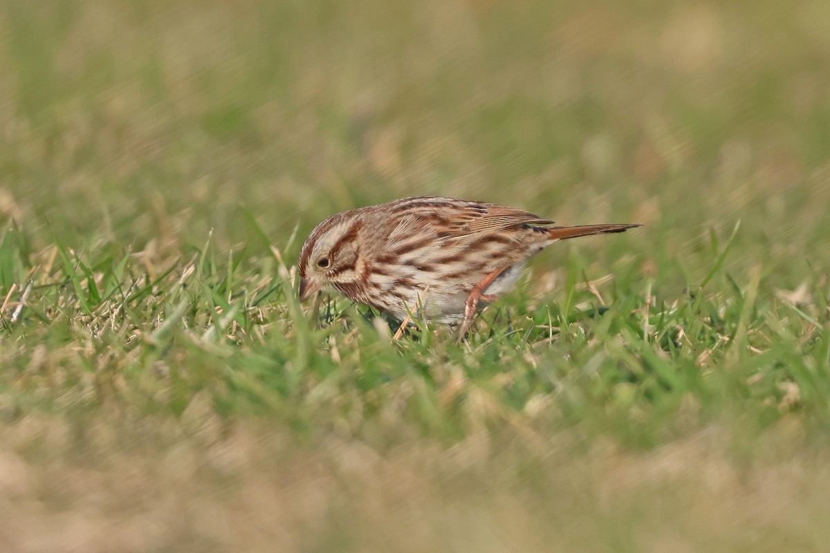 Song Sparrow (melodia/atlantica) - ML646539726