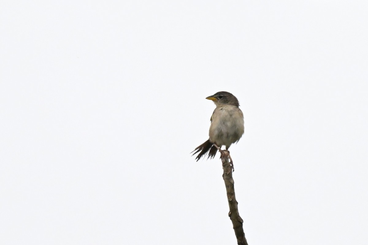 Wedge-tailed Grass-Finch - ML646539727