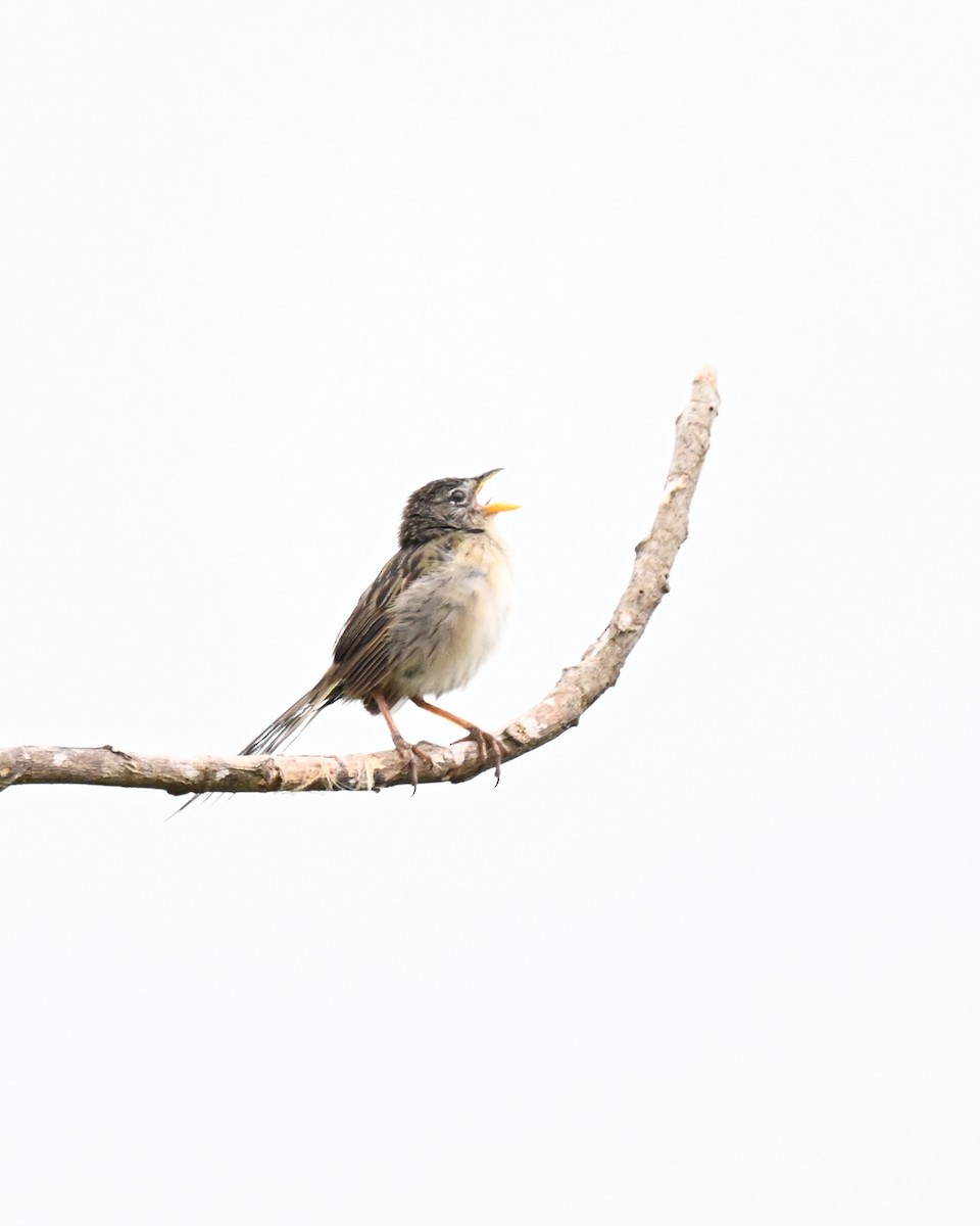 Wedge-tailed Grass-Finch - ML646539728