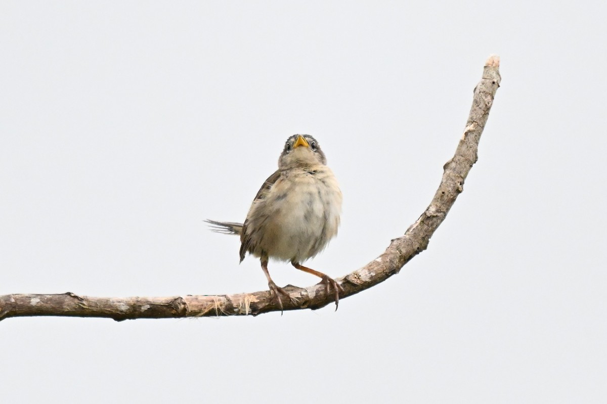 Wedge-tailed Grass-Finch - ML646539729